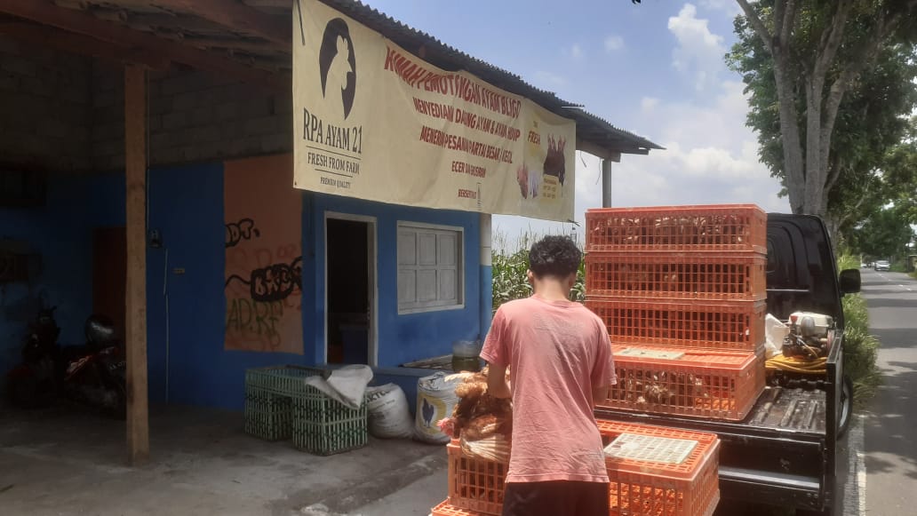 Ekspedisi Ayam Afkir