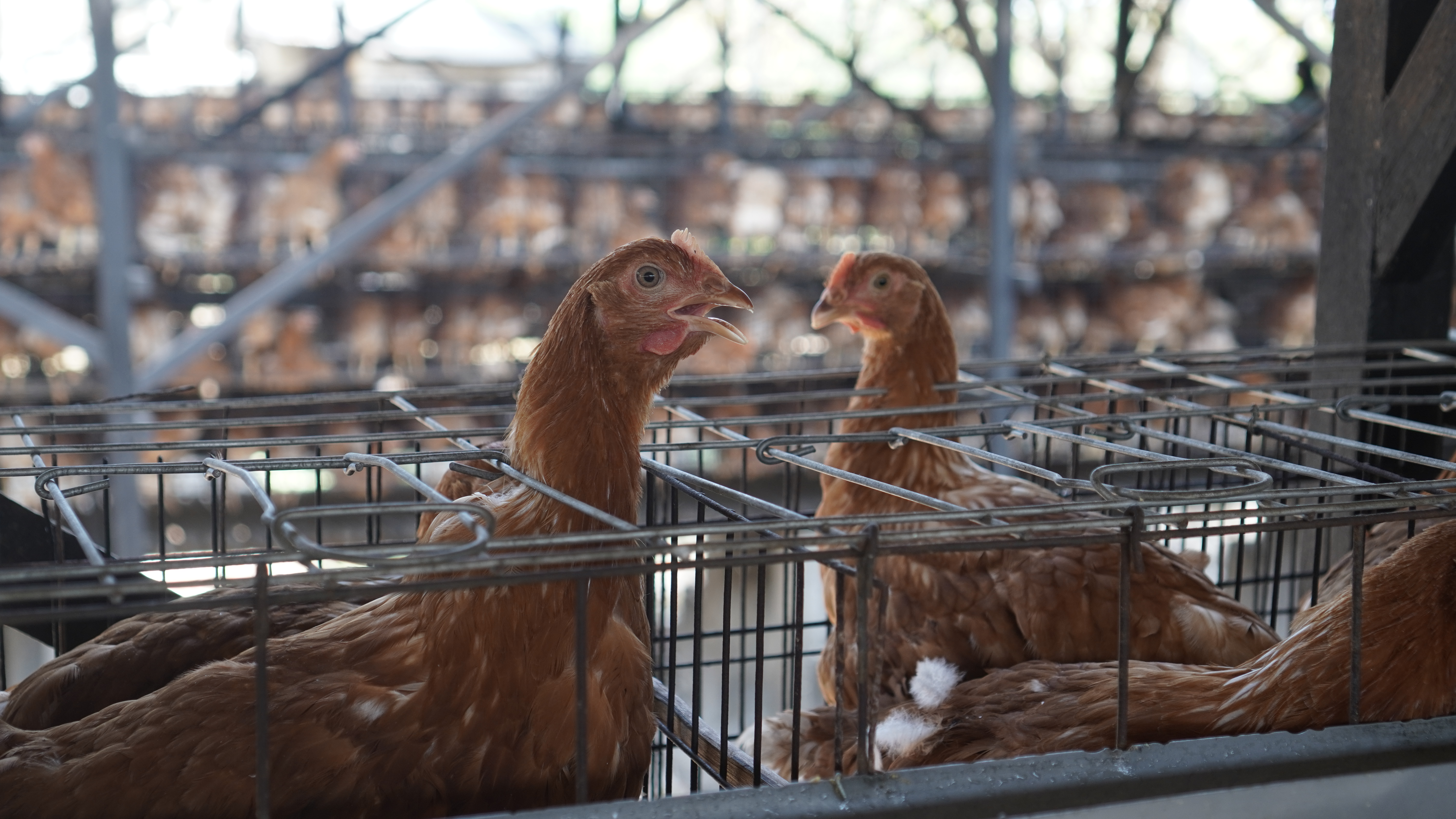 Ayam Pulet Umur 12-13 Minggu