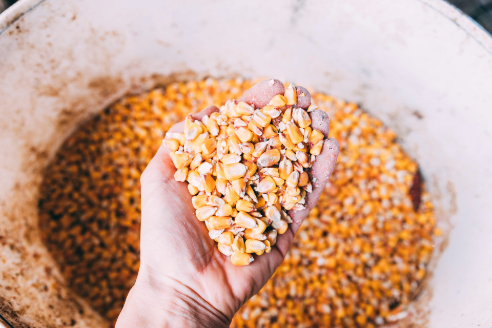 Kenapa Jagung Sangat Penting pada Pakan Ayam?