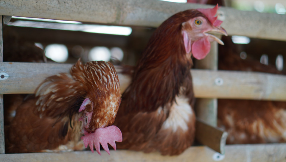 Cara Alami Meningkatkan Daya Tahan Tubuh Ayam Petelur di Kandang