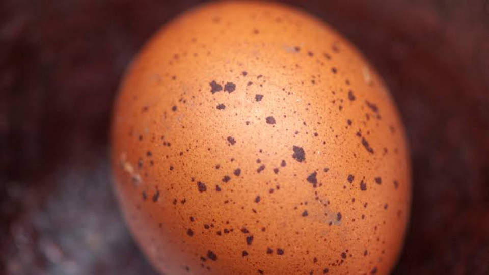 Telur Ayam Ada Bintik Hitam di Cangkang, Tanda Ayam Cacingan?