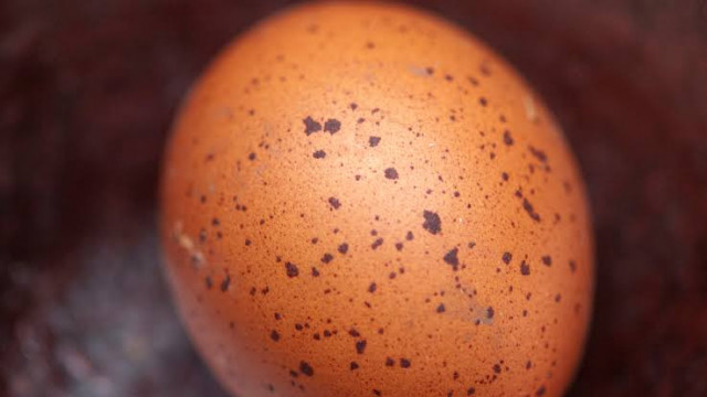Telur Ayam Ada Bintik Hitam di Cangkang, Tanda Ayam Cacingan?