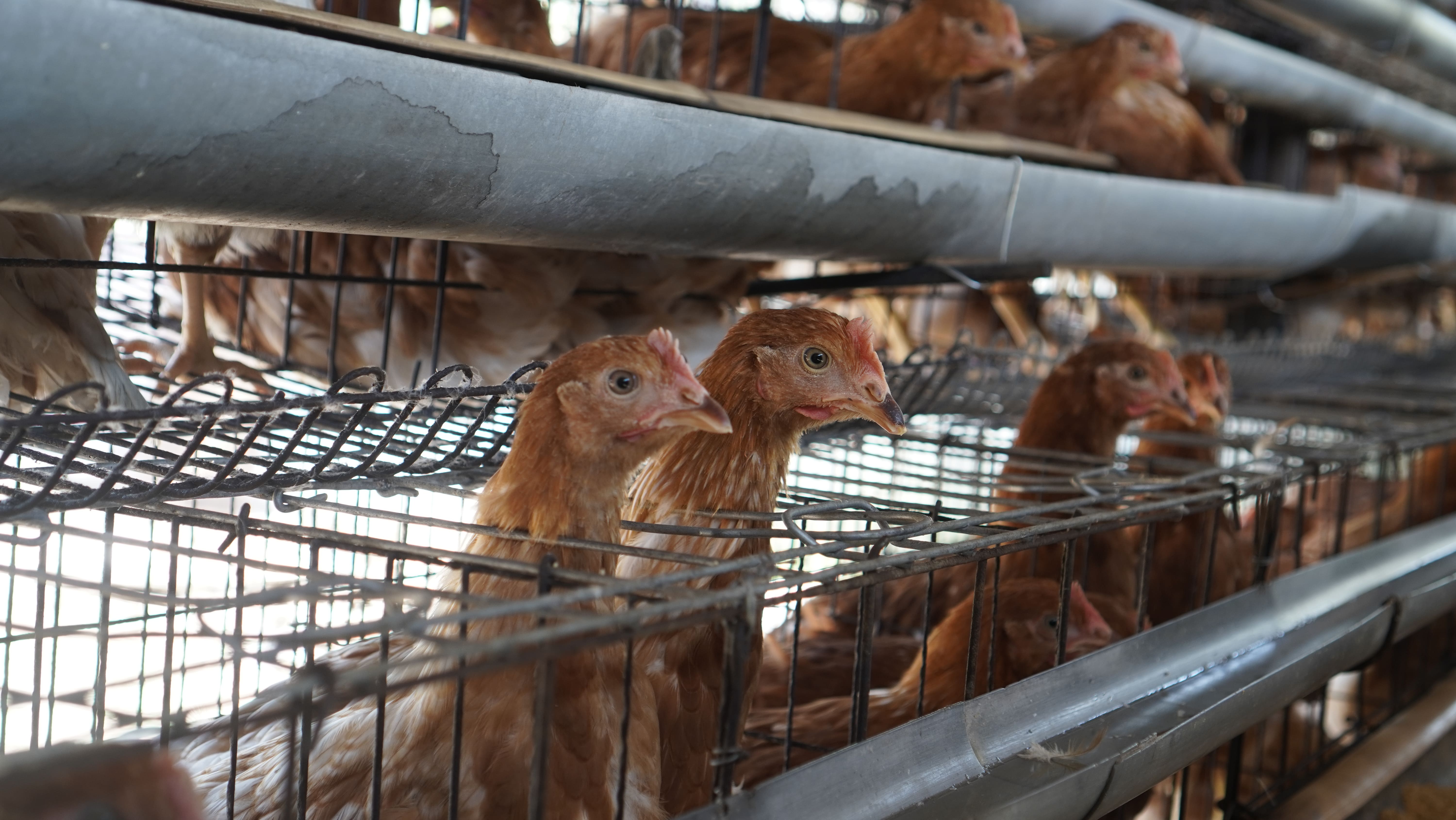 Masalah Ayam Petelur Saat Musim Kemarau dan Cara Mengatasinya