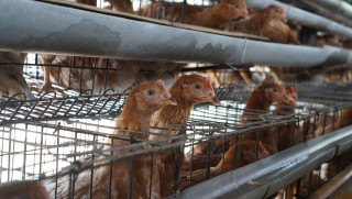 Masalah Ayam Petelur Saat Musim Kemarau dan Cara Mengatasinya